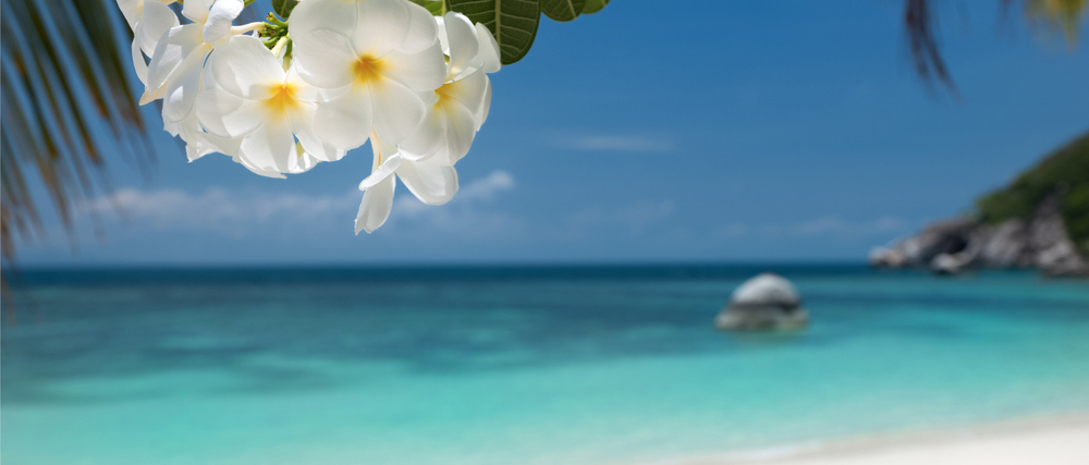 Plumeria on Beach