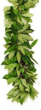 Fragrant Traditional Maile Lei
