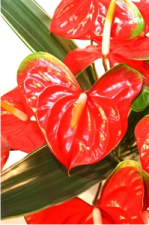 Butterfly Anthuriums- 15 stems | Fresh Bouquets