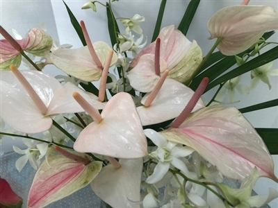 Soft tones of pinks, greens and whites, tulip anthurium and white dendrobium orchis sprays accented by green raphis palm.