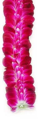 Sweetheart Orchid Lei