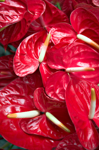 Traditional Anthuriums | Fresh Bouquets--SOLD OUT for shipping May 6-10