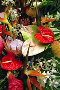 Maui Goose Royal Island Bouquet includes colorful heart-shaped anthurium, exotic orchids, birds of paradise, gingers, long lasting protea, tropical foliage