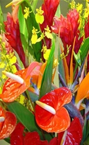 Tropical Flowers and Foliage harvested with that special event in mind.  Various vibrant colors and forms make your event memorable. Create one large arrangement or many smaller arrangements.  All the tropical flowers and foliage sure to 