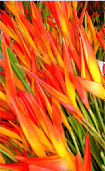 Bright orange blooms on long stems