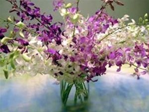 Dendroium Orchid Bouquet available in ten stem and 20 stem bouquets.  Easy to arrange and long lasting.  Perfect for weddings, birthdays, Mother's Day  Office or home gift