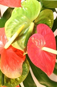 Hawaiian Variety Athurium Bouquet