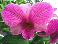 Image Two Blooming Hawaiian Dendrobium Orchid Plants--Free FedEx