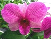 Image Two Blooming Hawaiian Dendrobium Orchid Plants--Free FedEx
