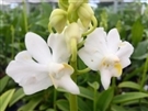 Image TEMPORARILY OUT OF STOCK Doritis champorenensis alba color form