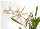 Image TEMBORARILY OUT OF STOCK Two Miltassia CM Fitch 'Isumi' Orchid Plants in Eco Pot