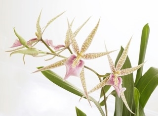 Image Orchid of the Month