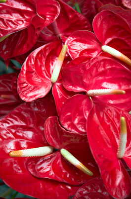 Image Traditional Anthuriums