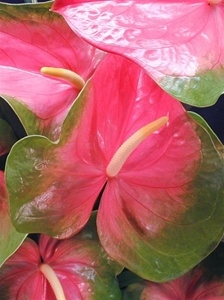 Image Pastel Obake Anthurium